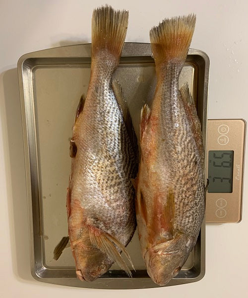 Bar Européen (Dicentrarchus labrax) cleaned (Local delivery Only)