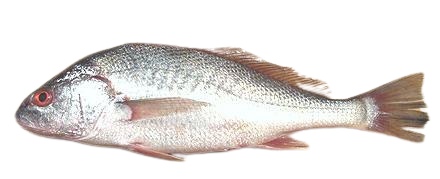 Bronzini