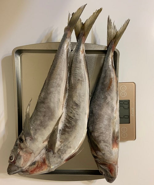 Jack Mackerel (New Zealand) Maquereau (Local Delivery Only)