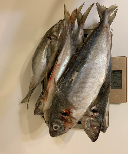 Jack Mackerel (New Zealand) Maquereau (Local Delivery Only)