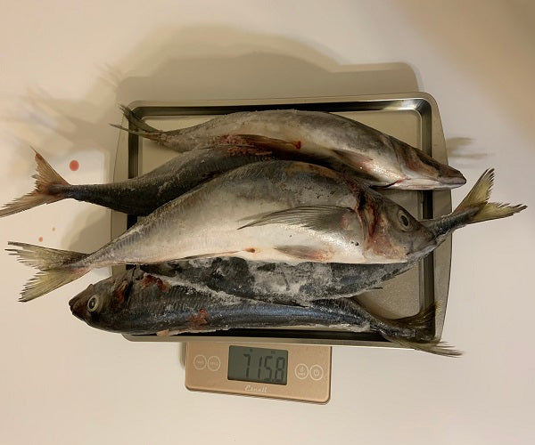 Jack Mackerel (New Zealand) Maquereau (Local Delivery Only)