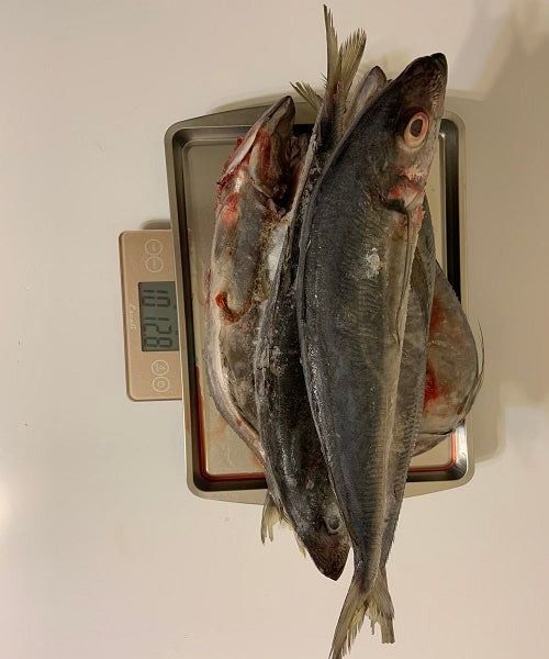 Jack Mackerel (New Zealand) Maquereau (Local Delivery Only)