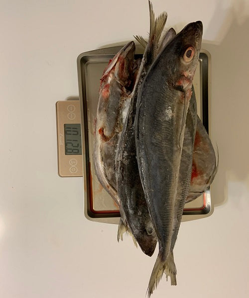 Jack Mackerel (New Zealand) Maquereau (Local Delivery Only)